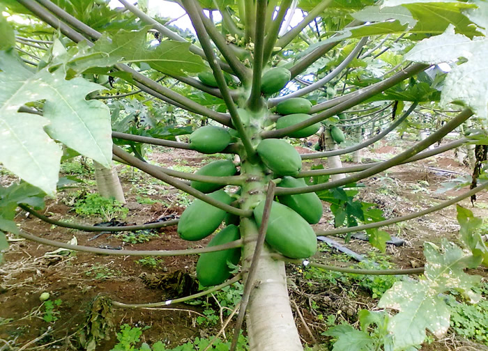广西番木瓜种植深加工