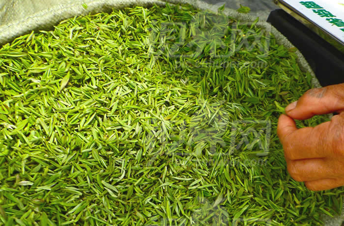 复合果胶酶 茶叶提取率