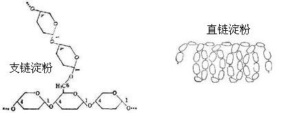 淀粉酶 直链淀粉 支链淀粉