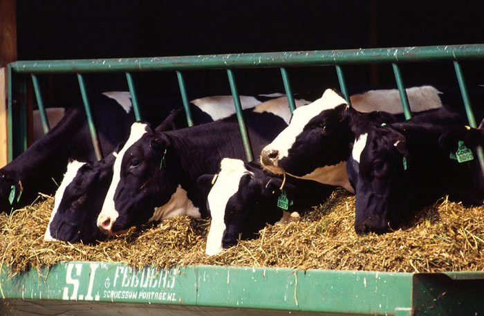 葡萄糖氧化酶在奶牛养殖中有什么作用