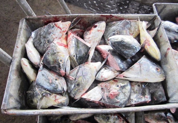 鱼下脚料 鱼头制取风味物质