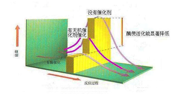 酶制剂是一个高效的催化剂