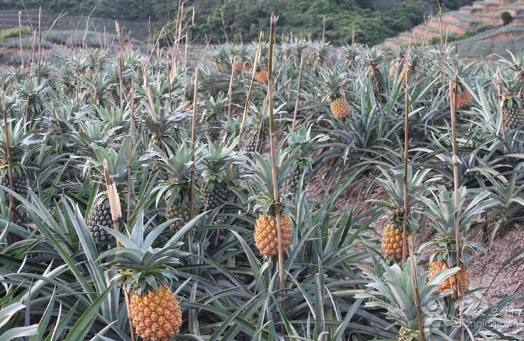 菠萝