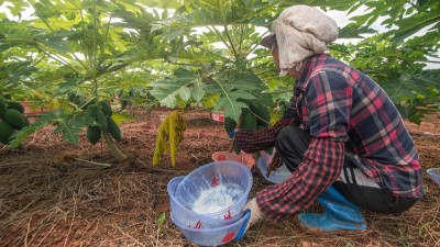 木瓜蛋白酶的正确使用方法?实操用法一次讲透