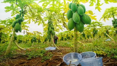 解锁鱿鱼脱皮“酶”力——木瓜蛋白酶的神奇应用