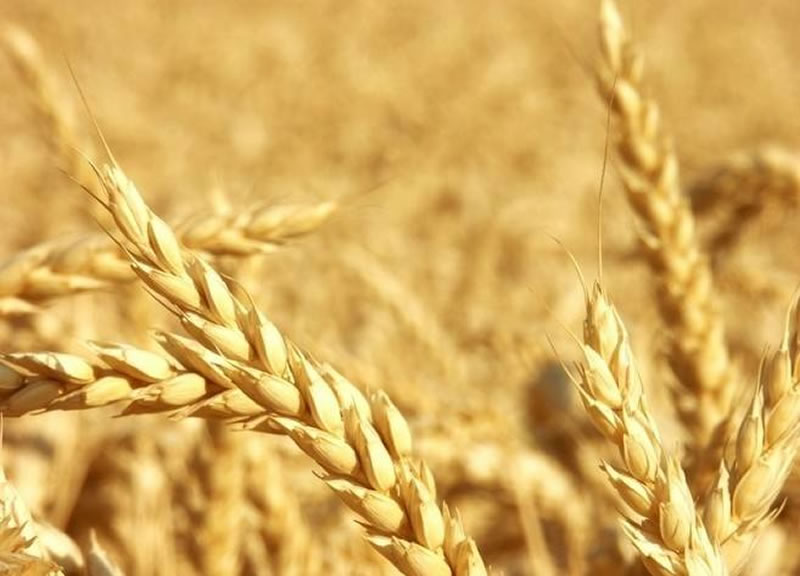 水解小麦蛋白苦涩味的原因是什么？该如何解决？