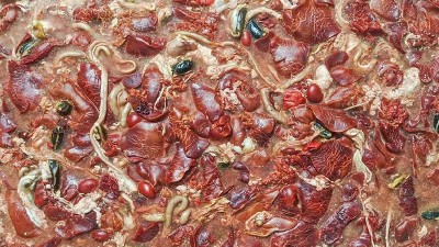 高诱食鸡肝浆核心秘诀——生物酶解技术