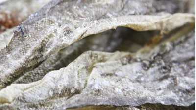 生产900道尔顿胶原蛋白肽，复合蛋白酶的优势有哪些？