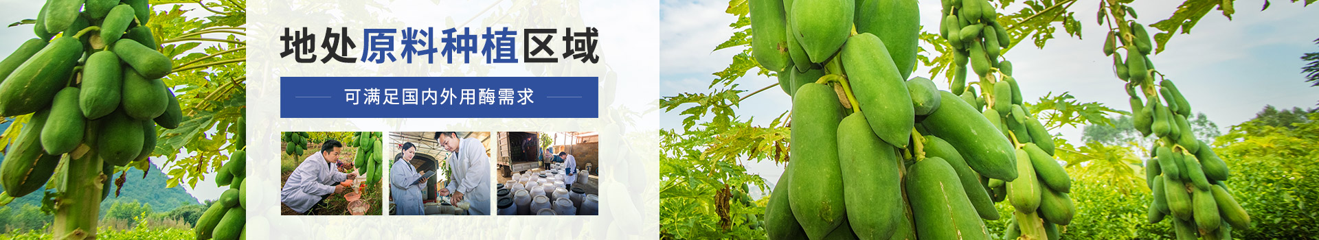 东恒华道木瓜蛋白酶：地处原料种植区域，可满足国内外用酶需求