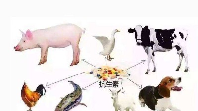 减抗、替抗、禁抗时代的饲料添加剂