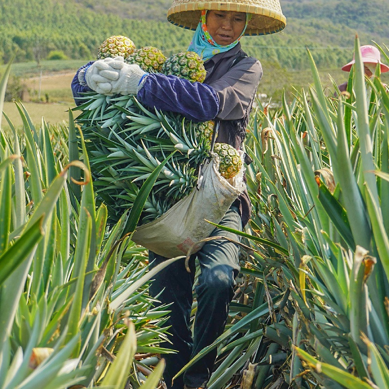 bromelain3