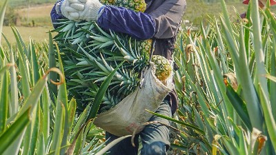 探秘解读：菠萝蛋白酶的作用