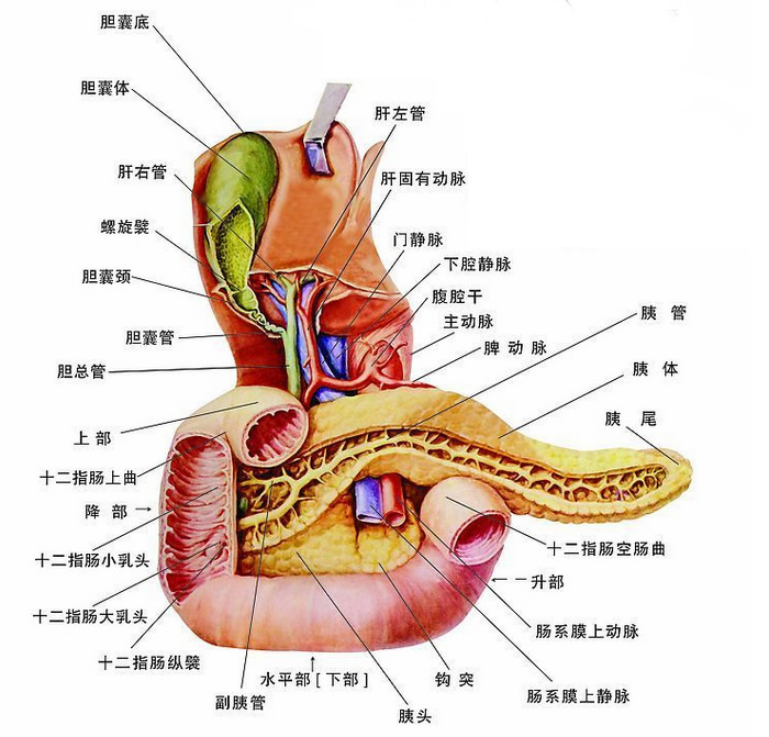胰酶 胰腺