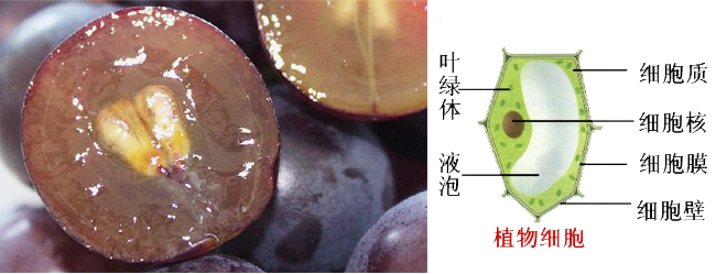 果胶酶 纤维素酶破除植物细胞壁