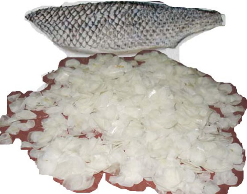 鱼鳞制备胶原蛋白肽的主要原料