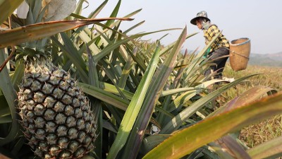 酶制剂是怎么造的？揭秘酶3大生产方式