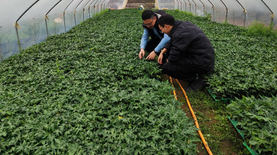 木瓜种植季——蛋白酶源头守护品质，铸就酶好未来