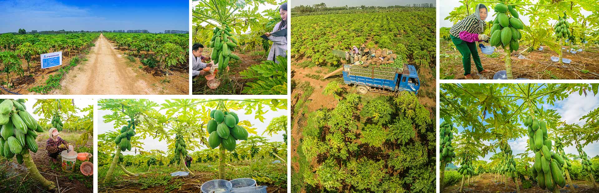 东恒华道木瓜种植基地