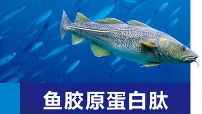 酶解法辅助制备低分子胶原蛋白肽