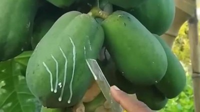 详解食品酶制剂执行的国家标准