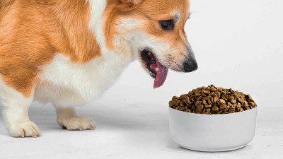 宠物饲料诱食剂是用什么做的？酶制剂很重要