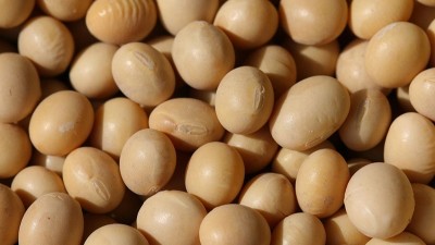 酶法助力提升大豆分离蛋白酶解改善功能性