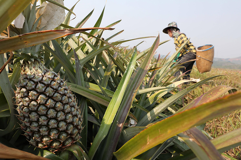 bromelain3_2
