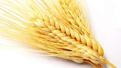 小麦蛋白水解制备小麦肽，离不开酶制剂的应用！