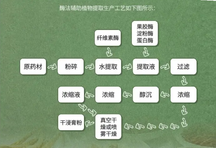 酶法辅助植物提取工艺