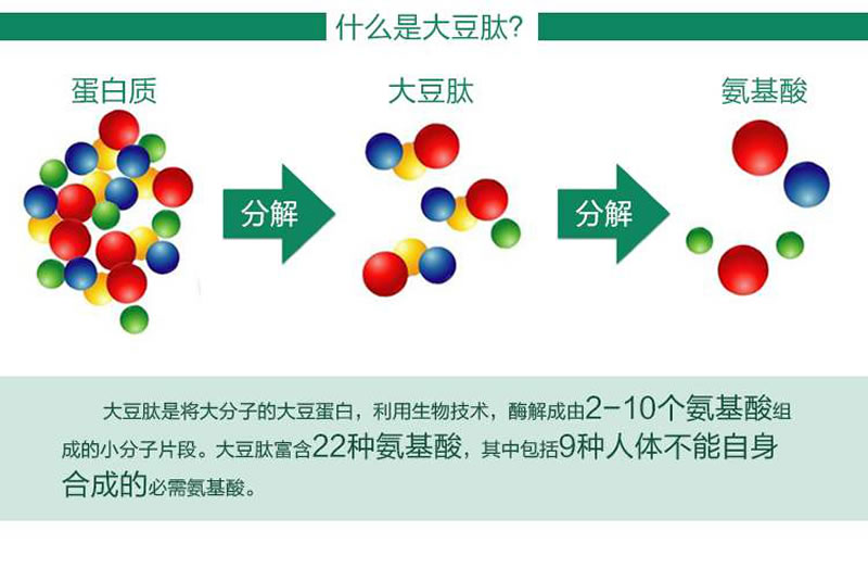 大豆蛋白肽形成过程