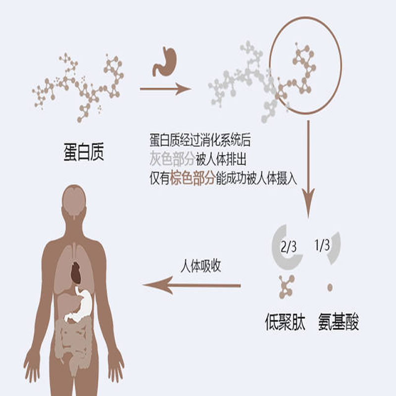 酶制剂在人体的反应过程