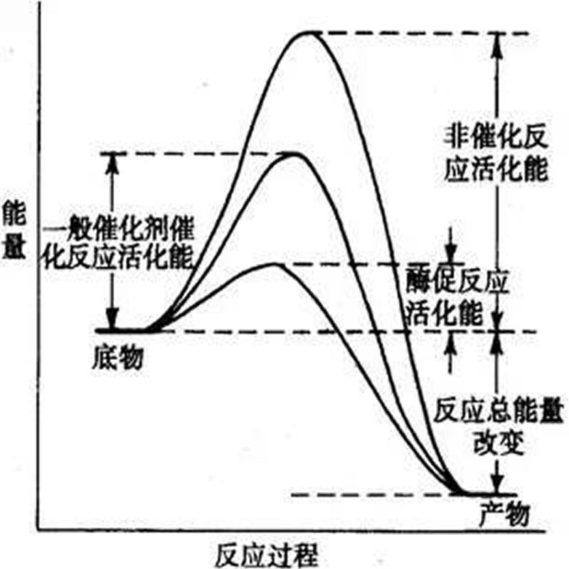 酶制剂作用机理