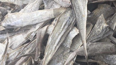 鱼皮胶原蛋白寡肽如何酶解制取及应用领域都有哪些？